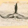 Illustrations of human anatomy.