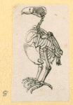 Illustrations of human anatomy.