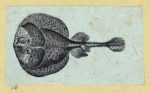 Scrap Book, Volume 6, p.17