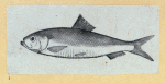 Scrap Book, Volume 6, p.18