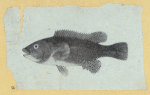 Scrap Book, Volume 6, p.18