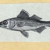 Scrap Book, Volume 6, p.18