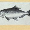 Scrap Book, Volume 6, p.18
