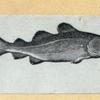 Scrap Book, Volume 6, p.18