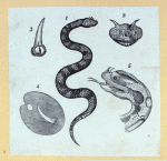 Scrap Book, Volume 6, p.20