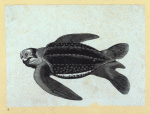 Scrap Book, Volume 6, p.21