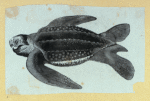 Scrap Book, Volume 6, p.22