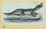 Scrap Book, Volume 6, p.22