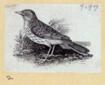 Various birds.