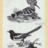 Various birds.