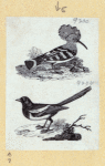 Various birds.