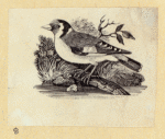 Various birds.