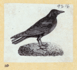 Various birds.