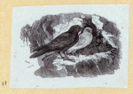 Various birds.