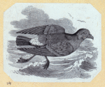 Various birds.