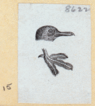 Various birds.