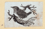 Various birds.