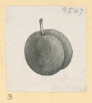 Fruit.