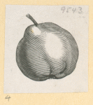 Fruit.