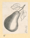 Fruit.