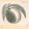Fruit.