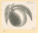 Fruit.