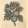 Fruit.