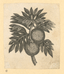Fruit.