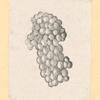 Fruit.