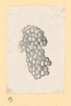 Fruit.