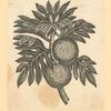 Fruit.