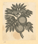 Fruit.