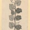 Fruit.