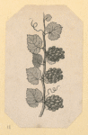 Fruit.
