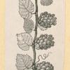 Fruit.