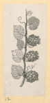 Fruit.