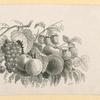 Fruit.