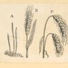 Vegetables and grains.