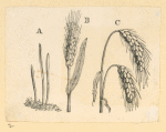 Vegetables and grains.