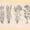 Vegetables and grains.