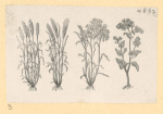 Vegetables and grains.