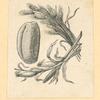 Vegetables and grains.
