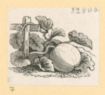 Vegetables and grains.