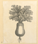 Vegetables and grains.