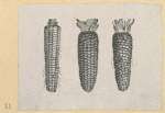 Vegetables and grains.