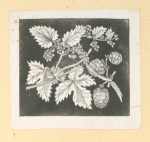 Fruit and flowers.