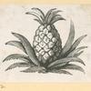 Fruit and flowers.