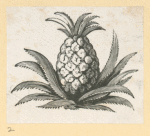 Fruit and flowers.