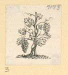 Fruit and flowers.