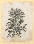 Fruit and flowers.